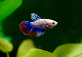Sorority Mixed Color Female Betta Fish Halfmoon (Red, Copper, Mustard Gas, Dragon Scale)